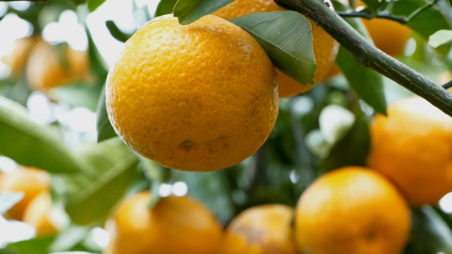 ’Tis the season for satsumas